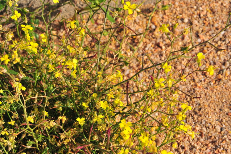 Valledoria fiore giallo - Bunias erucago